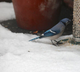 part 4 back story of tllg s rain or shine feeders, outdoor living, pets animals, Feeder Placement Allows a lone bluejay to nosh during nor easter Image with narrative on TLLG s Blogger Pages January 2013