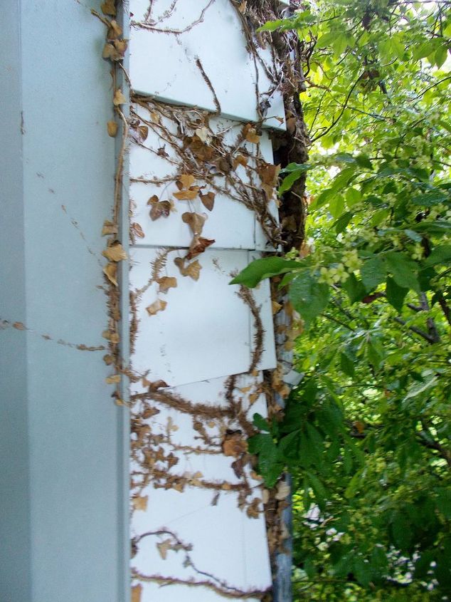 how do i get ivy suckers off my siding