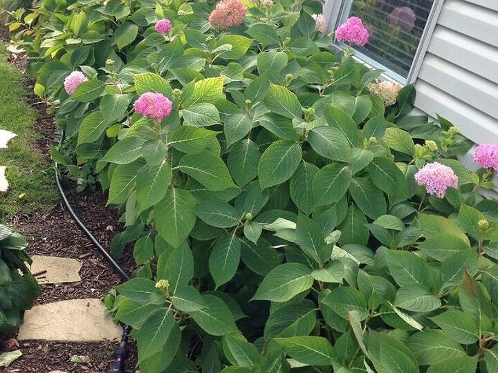 hydrangeas, flowers, gardening, hydrangea