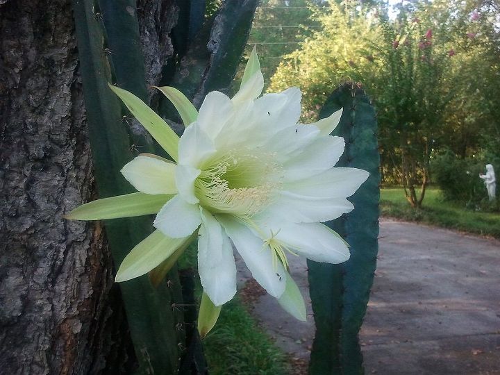 my apple cactus has finally re bloomed, gardening, After waiting 9 years don t know what took me so long I decided to pray for a bloomand within a weeks time Guess what was discovered on the way to Church
