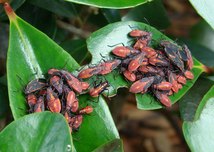 folks in my area are seeing lots of boxelder bugs this time of year do you have them, pest control