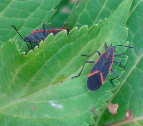 folks in my area are seeing lots of boxelder bugs this time of year do you have them, pest control
