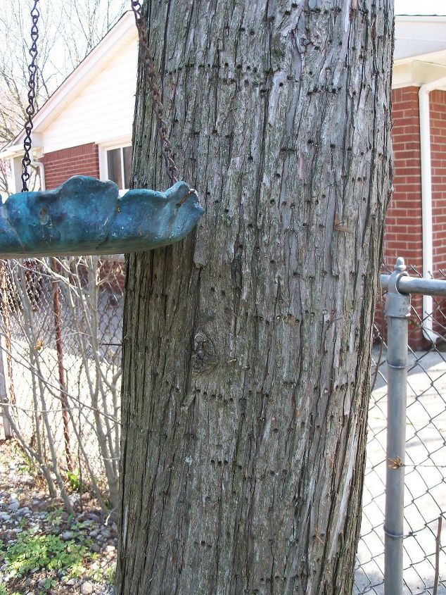 what caused holes in my tree, little holes in the trunk of my tree