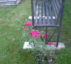 sharing my roses and flowers with garden 2, flowers, gardening, outdoor living, Arbor with bench in front of house and rose bush on side knockout roses