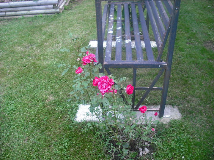 sharing my roses and flowers with garden 2, flowers, gardening, outdoor living, Arbor with bench in front of house and rose bush on side knockout roses