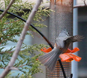 part 6 small peanut feeder back story of tllg s rain or shine feeder, outdoor living, pets animals, urban living, The tufted titmouse uses this wing gesture on a number of occasions when he she is eating