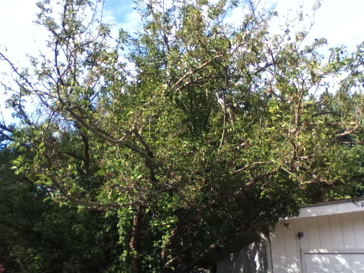 can anyone identify this tree i would appreciate it it is located very close to, gardening, 1 Fruit tree of some kind maybe