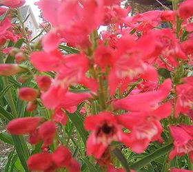 plants to attract hummingbirds, container gardening, flowers, gardening, pets animals, Hummers love penstemons which are great plants for low water gardens