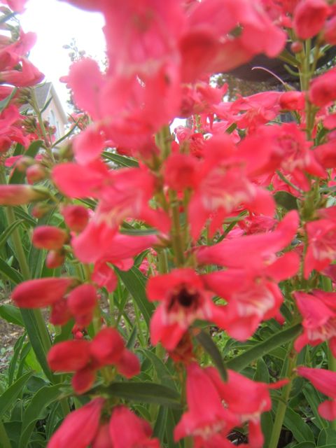 plantas para atrair beija flores, Beija flores adoram penstemons que s o timas plantas para jardins com pouca gua