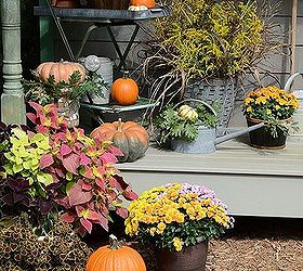 fall around the potting shed, flowers, gardening