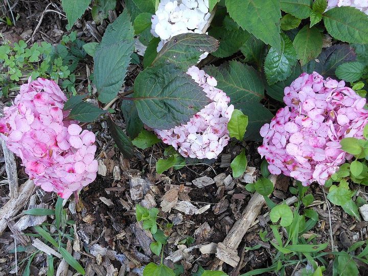 hydrangeas, flowers, gardening, hydrangea, Pretty in pink blossoms