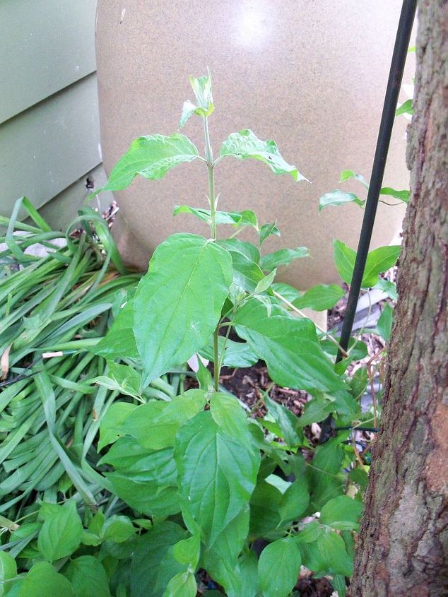 can you identify this plant, gardening, It seems to start out as a single tall stalk and then really spreads out as in the other picture