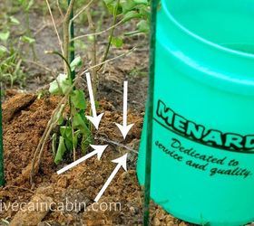 how to water a tree for guaranteed survival, gardening, Carry over to the transplant pull the nail and direct the small stream of water towards the stem Do this morning and evening for 2 weeks I have never lost a tree using this method