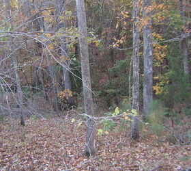 wooded slope needs attention, landscape, This is the drop off to the creekbed in the rear of the property
