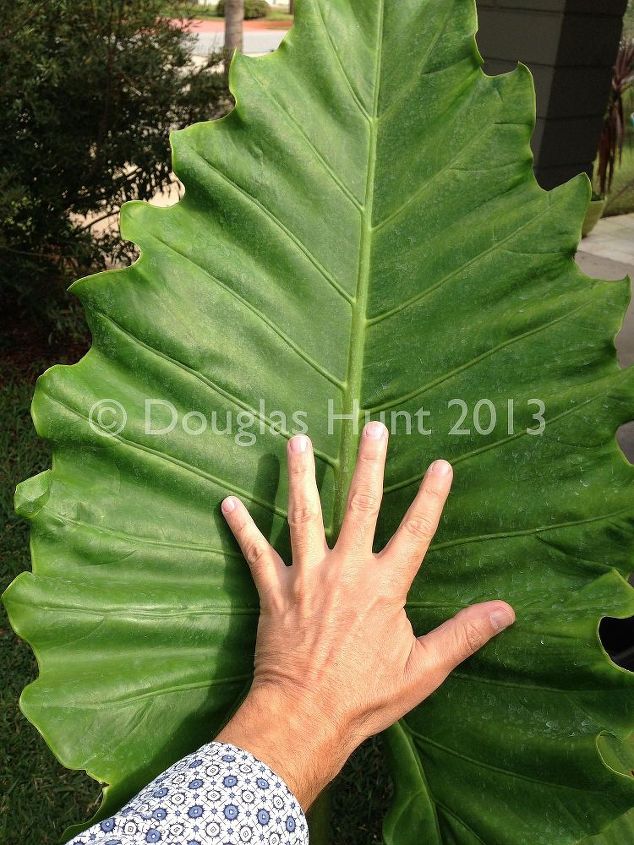 but i want to plant it now, gardening, My hand gives a hint of the size of the leaves on a plant nowhere near mature size