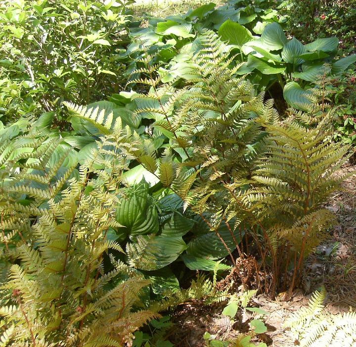 can i transplant ferns now mine have been crowded out by hostas, gardening