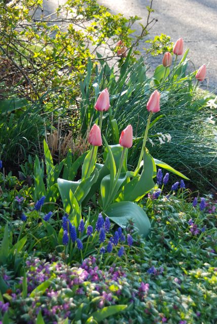 our driveway garden this spring, gardening, Tulip Apricot Impression Muscari armenicum and pink blooming Lamium maculatum