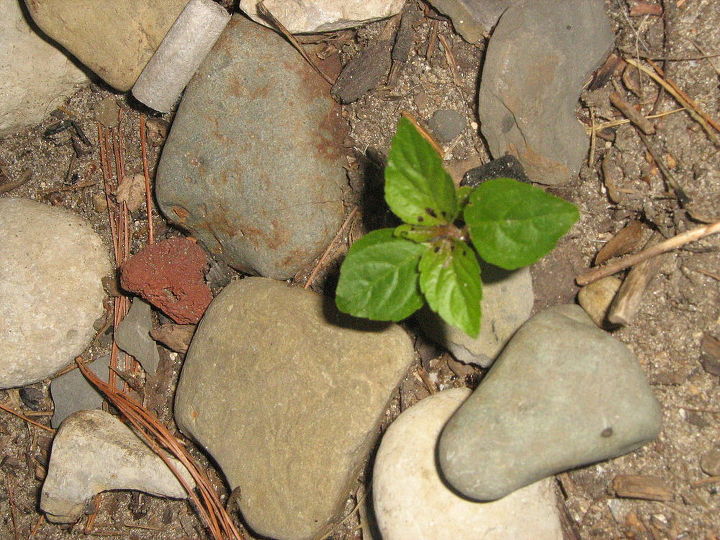 can you name these michigan weeds are they indeed weeds