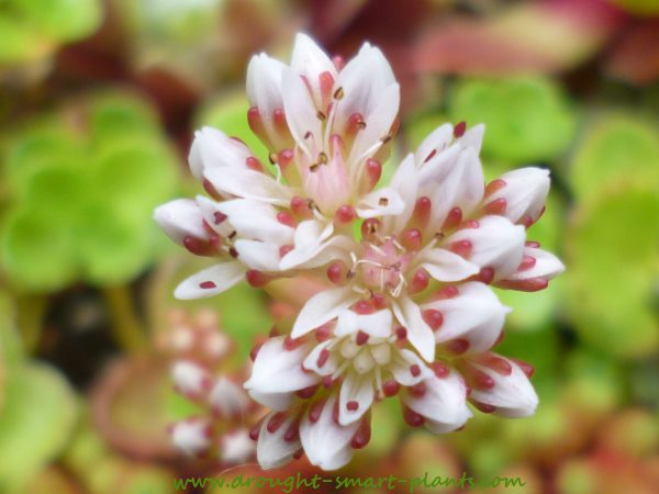 sedum the fascinating stonecrop in bloom, flowers, gardening, perennials, succulents, Sedum lydium lives up to her name it translates as beautiful in Latin