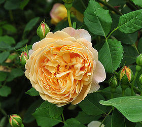 a romantic garden in the heart of the city, gardening, A beautiful David Austin Rose