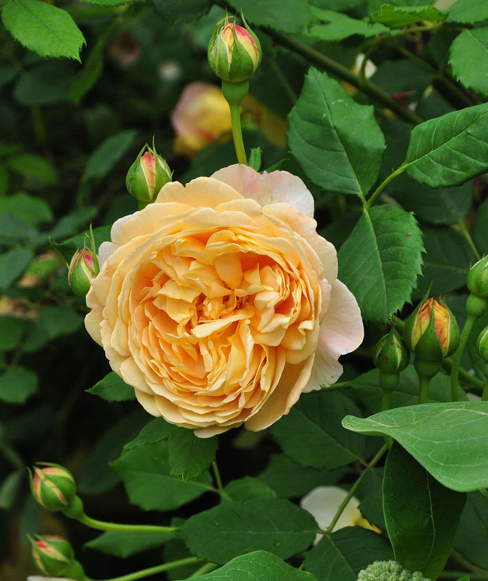 um jardim romntico no corao da cidade, Uma linda rosa de David Austin