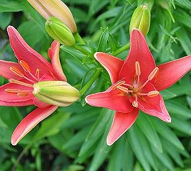 tips on growing beautiful lilies, gardening, ponds water features, Great color options with lilies