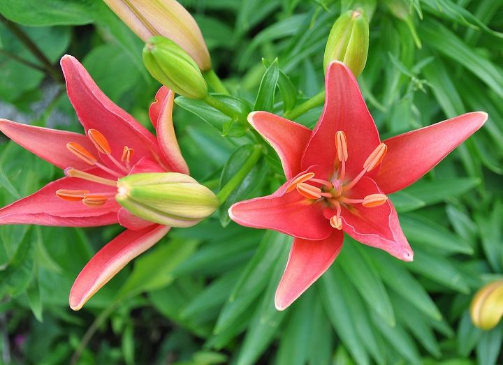 tips on growing beautiful lilies, gardening, ponds water features, Great color options with lilies