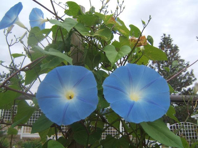 gardening with blue, flowers, gardening, Morning Glory Heavenly Blue