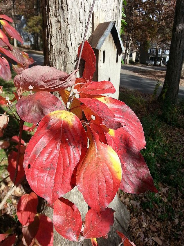 fall gardening under the mighty oaks, flowers, gardening, perennials, The old dogwood turning to a majestic red She produced 2 babies this year which I carefully transplanted