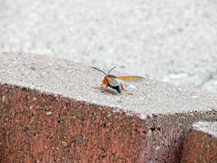 how do i get rid of our cicada killers, pest control, The nest seems to be at the base of our landscape pavers