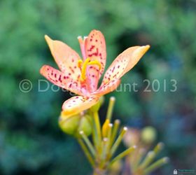 fall color florida style, gardening, Blackberry lily Iris domestica formerly Belamcanda chinensis