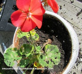 what to do about budworm caterpillars causing damage to petunias and geraniums, gardening, pest control