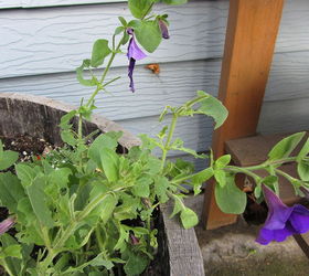 what to do about budworm caterpillars causing damage to petunias and geraniums, gardening, pest control