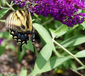 we encourage birds and butterflies in our garden with selective plantings to their, gardening, go green, We encourage birds and butterflies in our garden with selective plantings to their liking