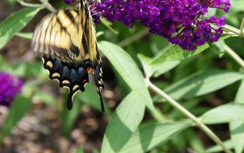 We encourage birds and butterflies in our garden with selective plantings to their liking.