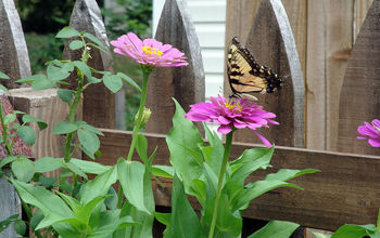 Beautiful butterflies in backyard summer garden.