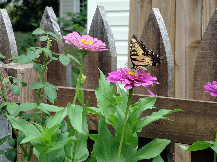 beautiful butterflies in backyard summer garden, gardening, Butterfly on zinnas