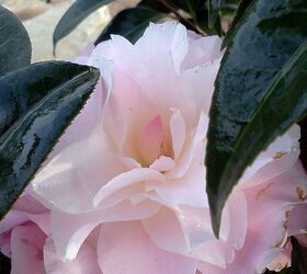 q plants in bloom today in the nursery 21 pictures, gardening, Button Bows Camellia
