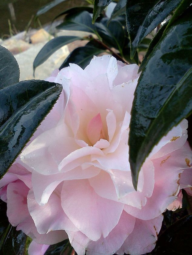 q plants in bloom today in the nursery 21 pictures, gardening, Button Bows Camellia