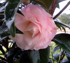 q plants in bloom today in the nursery 21 pictures, gardening, Buttons Bows Camellia