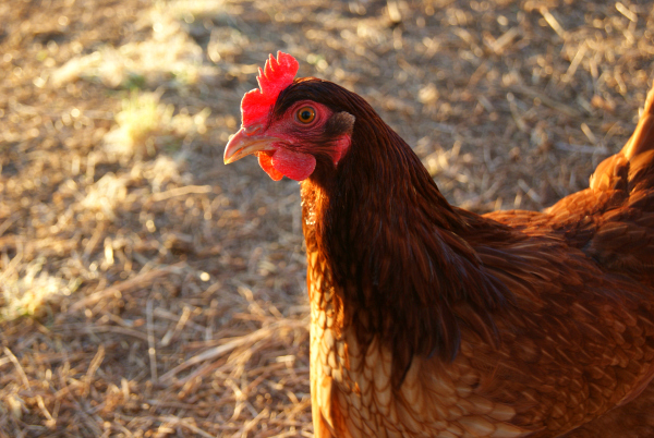 how to grow fodder for your chickens, homesteading, pets animals, One of our Rhode Island Red Girls