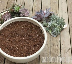 how to make a modern indoor echeveria planter win the planter, flowers, gardening, succulents, Use a cactus and succulent soil mix for the best drainage