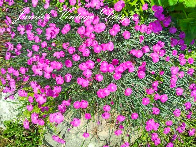 meu jardim de primavera em meados de maio de 2013, Dianthus Firewitch
