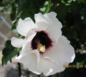 nature right in my yard, flowers, gardening, pets animals, a bumble bee inside rose of Sharon flower