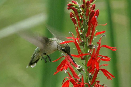cardinal flowers, flowers, gardening, Cardinal flowers and hummingbirds do well together in the garden