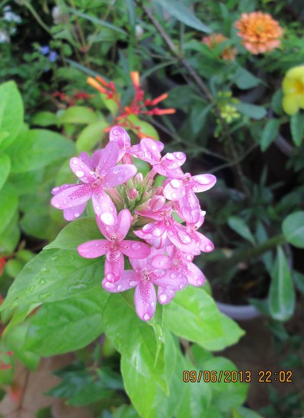 can anyone identify these two vines, gardening