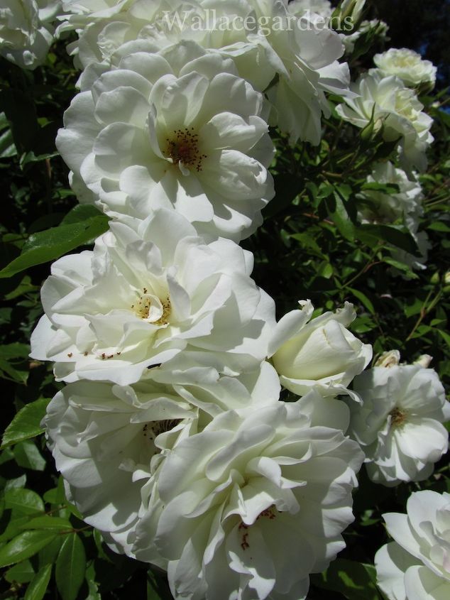 plantas patriticas para una fiesta del 4 de julio patritico vidaurbana, Rosas blancas Si las tienes creciendo en el jard n ll valas a la mesa