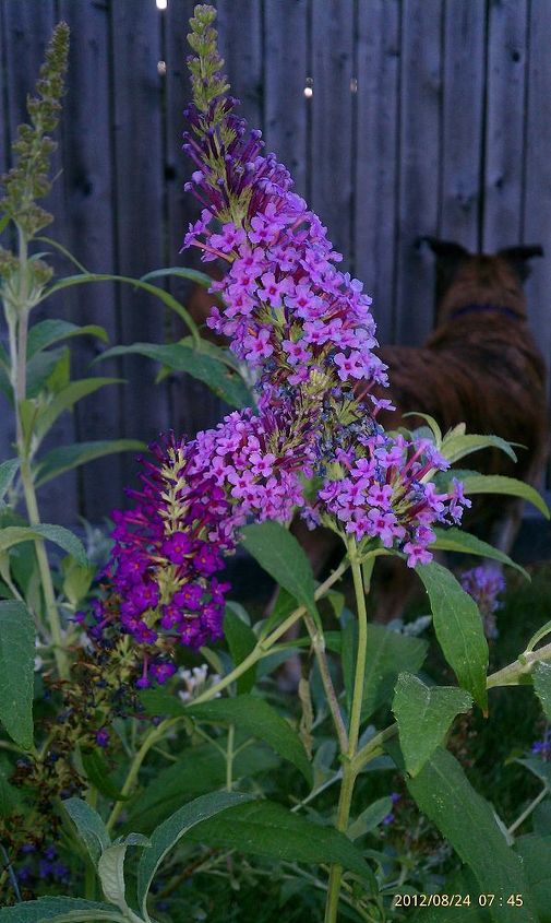 new flower garden with our new butterfly bush i got on sale, flowers, gardening, Close up of butterfly bush