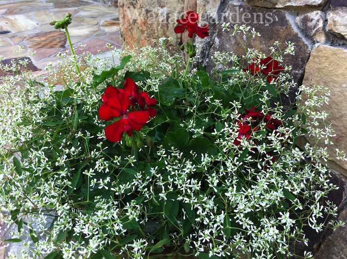 patriotic plants for a fourth of july party patriotic urbanliving, container gardening, flowers, gardening, patriotic decor ideas, seasonal holiday d cor, Combine red geraniums with Diamond Frost for a container garden