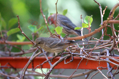 urban hedges part three b kiwi vines, pets animals, urban living, Finches contemplate atop the kiwis bare branches INFO on these sweet birds